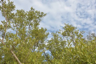 Mangrov ağacı örtüsü, Cox 's Bazar' daki Bakkhali Nehri boyunca uzanan parlak bulutlu bir gökyüzüne doğru uzanır. Bangladeş 'te, verimli tropikal bitki örtüsünü ve kıyı ekosistem detaylarını gösterir..