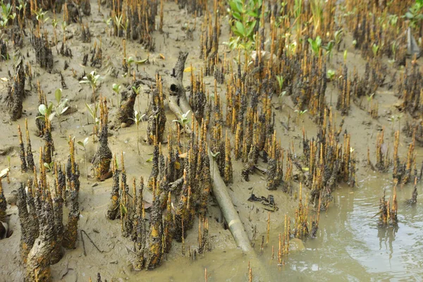 Bangladeş, Cox 's Bazar' daki bakkhali nehrinin kumundan çıkan kalem benzeri pneumatoforların detaylı bir görüntüsü. Bu özel kökler mangrov ağaçlarının anaerobik ve sulandırılmış toprakta nefes almalarını sağlar..
