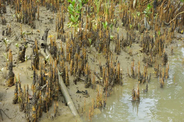 Bangladeş, Cox 's Bazar' daki bakkhali nehrinin kumundan çıkan kalem benzeri pneumatoforların detaylı bir görüntüsü. Bu özel kökler mangrov ağaçlarının anaerobik ve sulandırılmış toprakta nefes almalarını sağlar..