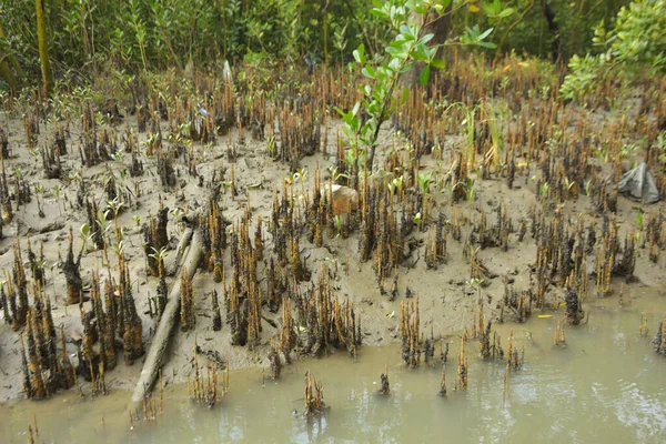 Bangladeş, Cox 's Bazar' daki bakkhali nehrinin kumundan çıkan kalem benzeri pneumatoforların detaylı bir görüntüsü. Bu özel kökler mangrov ağaçlarının anaerobik ve sulandırılmış toprakta nefes almalarını sağlar..