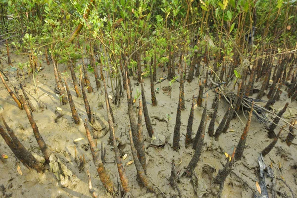 Bangladeş, Cox 's Bazar' daki bakkhali nehrinin kumundan çıkan kalem benzeri pneumatoforların detaylı bir görüntüsü. Bu özel kökler mangrov ağaçlarının anaerobik ve sulandırılmış toprakta nefes almalarını sağlar..