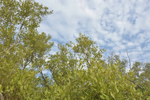 Mangrov ağacı örtüsü, Cox 's Bazar' daki Bakkhali Nehri boyunca uzanan parlak bulutlu bir gökyüzüne doğru uzanır. Bangladeş 'te, verimli tropikal bitki örtüsünü ve kıyı ekosistem detaylarını gösterir..