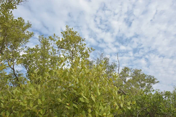 Mangrov ağacı örtüsü, Cox 's Bazar' daki Bakkhali Nehri boyunca uzanan parlak bulutlu bir gökyüzüne doğru uzanır. Bangladeş 'te, verimli tropikal bitki örtüsünü ve kıyı ekosistem detaylarını gösterir..