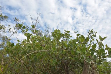Mangrov ağacı örtüsü, Cox 's Bazar' daki Bakkhali Nehri boyunca uzanan parlak bulutlu bir gökyüzüne doğru uzanır. Bangladeş 'te, verimli tropikal bitki örtüsünü ve kıyı ekosistem detaylarını gösterir..