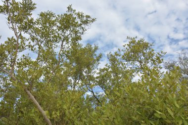 Mangrov ağacı örtüsü, Cox 's Bazar' daki Bakkhali Nehri boyunca uzanan parlak bulutlu bir gökyüzüne doğru uzanır. Bangladeş 'te, verimli tropikal bitki örtüsünü ve kıyı ekosistem detaylarını gösterir..