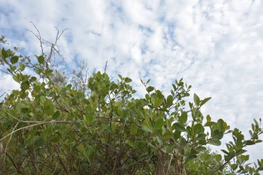 Mangrov ağacı örtüsü, Cox 's Bazar' daki Bakkhali Nehri boyunca uzanan parlak bulutlu bir gökyüzüne doğru uzanır. Bangladeş 'te, verimli tropikal bitki örtüsünü ve kıyı ekosistem detaylarını gösterir..