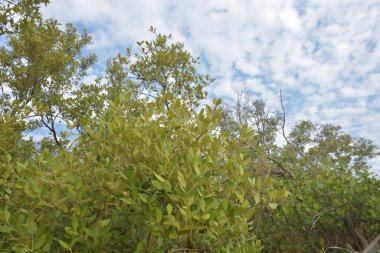 Mangrov ağacı örtüsü, Cox 's Bazar' daki Bakkhali Nehri boyunca uzanan parlak bulutlu bir gökyüzüne doğru uzanır. Bangladeş 'te, verimli tropikal bitki örtüsünü ve kıyı ekosistem detaylarını gösterir..