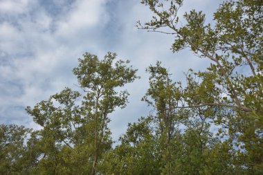 Mangrov ağacı örtüsü, Cox 's Bazar' daki Bakkhali Nehri boyunca uzanan parlak bulutlu bir gökyüzüne doğru uzanır. Bangladeş 'te, verimli tropikal bitki örtüsünü ve kıyı ekosistem detaylarını gösterir..
