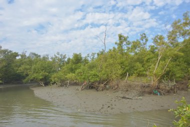 Cox 's Bazar' daki Bakkhali Nehri yakınlarındaki bir mangrov ormanından akan dar gelgit deresi, Bangladeş 'teki doğal bir kıyı suları içinde çamurlu bankalar, sakin sular ve yoğun tropikal bitki örtüsü barındırıyor..