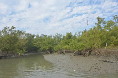 Cox 's Bazar' daki Bakkhali Nehri yakınlarındaki bir mangrov ormanından akan dar gelgit deresi, Bangladeş 'teki doğal bir kıyı suları içinde çamurlu bankalar, sakin sular ve yoğun tropikal bitki örtüsü barındırıyor..