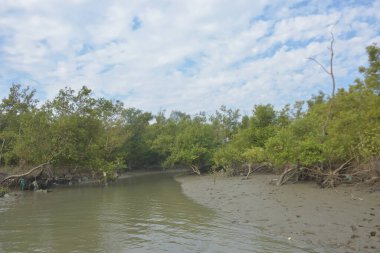 Cox 's Bazar' daki Bakkhali Nehri yakınlarındaki bir mangrov ormanından akan dar gelgit deresi, Bangladeş 'teki doğal bir kıyı suları içinde çamurlu bankalar, sakin sular ve yoğun tropikal bitki örtüsü barındırıyor..