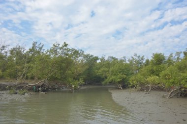 Cox 's Bazar' daki Bakkhali Nehri yakınlarındaki bir mangrov ormanından akan dar gelgit deresi, Bangladeş 'teki doğal bir kıyı suları içinde çamurlu bankalar, sakin sular ve yoğun tropikal bitki örtüsü barındırıyor..