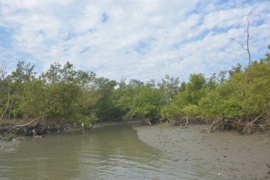 Cox 's Bazar' daki Bakkhali Nehri yakınlarındaki bir mangrov ormanından akan dar gelgit deresi, Bangladeş 'teki doğal bir kıyı suları içinde çamurlu bankalar, sakin sular ve yoğun tropikal bitki örtüsü barındırıyor..