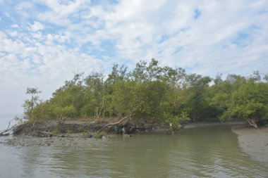 Cox 's Bazar' daki Bakkhali Nehri yakınlarındaki bir mangrov ormanından akan dar gelgit deresi, Bangladeş 'teki doğal bir kıyı suları içinde çamurlu bankalar, sakin sular ve yoğun tropikal bitki örtüsü barındırıyor..