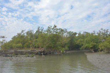 Cox 's Bazar' daki Bakkhali Nehri yakınlarındaki bir mangrov ormanından akan dar gelgit deresi, Bangladeş 'teki doğal bir kıyı suları içinde çamurlu bankalar, sakin sular ve yoğun tropikal bitki örtüsü barındırıyor..