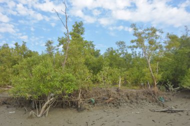 Bakkhali Nehri bölgesindeki mangrov kökleri ve çamurlu gelgit alanının yakın görüntüsü, doğal gün ışığı altında Bangladeş 'teki Cox' s Bazar 'ın dokulu kıyı ekosistemini gösteriyor..