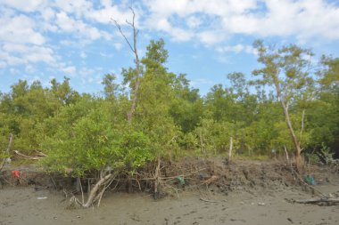 Bakkhali Nehri bölgesindeki mangrov kökleri ve çamurlu gelgit alanının yakın görüntüsü, doğal gün ışığı altında Bangladeş 'teki Cox' s Bazar 'ın dokulu kıyı ekosistemini gösteriyor..