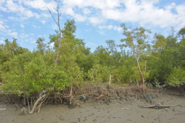 Bakkhali Nehri bölgesindeki mangrov kökleri ve çamurlu gelgit alanının yakın görüntüsü, doğal gün ışığı altında Bangladeş 'teki Cox' s Bazar 'ın dokulu kıyı ekosistemini gösteriyor..