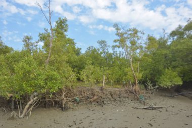 Bakkhali Nehri bölgesindeki mangrov kökleri ve çamurlu gelgit alanının yakın görüntüsü, doğal gün ışığı altında Bangladeş 'teki Cox' s Bazar 'ın dokulu kıyı ekosistemini gösteriyor..