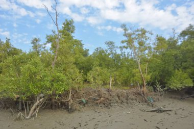Bakkhali Nehri bölgesindeki mangrov kökleri ve çamurlu gelgit alanının yakın görüntüsü, doğal gün ışığı altında Bangladeş 'teki Cox' s Bazar 'ın dokulu kıyı ekosistemini gösteriyor..