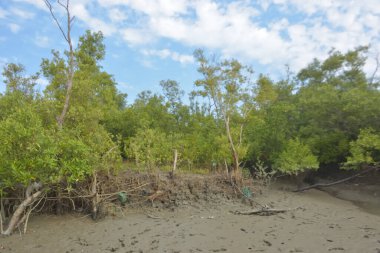 Bakkhali Nehri bölgesindeki mangrov kökleri ve çamurlu gelgit alanının yakın görüntüsü, doğal gün ışığı altında Bangladeş 'teki Cox' s Bazar 'ın dokulu kıyı ekosistemini gösteriyor..