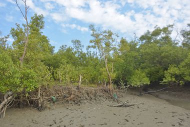 Bakkhali Nehri bölgesindeki mangrov kökleri ve çamurlu gelgit alanının yakın görüntüsü, doğal gün ışığı altında Bangladeş 'teki Cox' s Bazar 'ın dokulu kıyı ekosistemini gösteriyor..