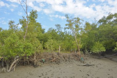 Bakkhali Nehri bölgesindeki mangrov kökleri ve çamurlu gelgit alanının yakın görüntüsü, doğal gün ışığı altında Bangladeş 'teki Cox' s Bazar 'ın dokulu kıyı ekosistemini gösteriyor..