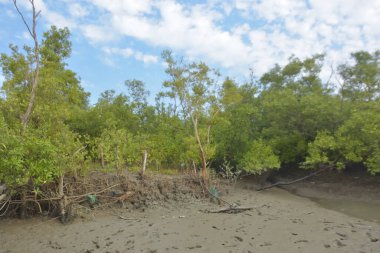 Bakkhali Nehri bölgesindeki mangrov kökleri ve çamurlu gelgit alanının yakın görüntüsü, doğal gün ışığı altında Bangladeş 'teki Cox' s Bazar 'ın dokulu kıyı ekosistemini gösteriyor..