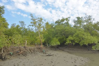 Bakkhali Nehri bölgesindeki mangrov kökleri ve çamurlu gelgit alanının yakın görüntüsü, doğal gün ışığı altında Bangladeş 'teki Cox' s Bazar 'ın dokulu kıyı ekosistemini gösteriyor..