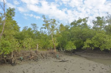 Cox 's Bazar' daki Bakkhali Nehri yakınlarındaki bir mangrov ormanından akan dar gelgit deresi, Bangladeş 'teki doğal bir kıyı suları içinde çamurlu bankalar, sakin sular ve yoğun tropikal bitki örtüsü barındırıyor..