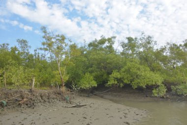 Cox 's Bazar' daki Bakkhali Nehri yakınlarındaki bir mangrov ormanından akan dar gelgit deresi, Bangladeş 'teki doğal bir kıyı suları içinde çamurlu bankalar, sakin sular ve yoğun tropikal bitki örtüsü barındırıyor..