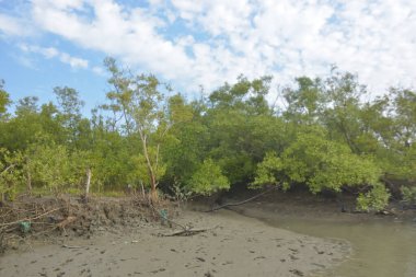 Cox 's Bazar' daki Bakkhali Nehri yakınlarındaki bir mangrov ormanından akan dar gelgit deresi, Bangladeş 'teki doğal bir kıyı suları içinde çamurlu bankalar, sakin sular ve yoğun tropikal bitki örtüsü barındırıyor..