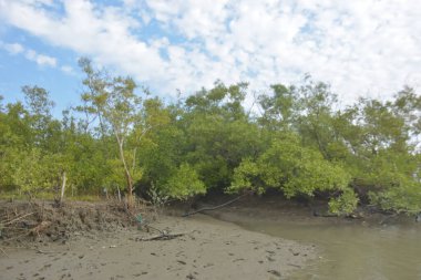 Bakkhali Nehri bölgesindeki mangrov kökleri ve çamurlu gelgit alanının yakın görüntüsü, doğal gün ışığı altında Bangladeş 'teki Cox' s Bazar 'ın dokulu kıyı ekosistemini gösteriyor..