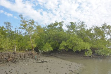 Bakkhali Nehri bölgesindeki mangrov kökleri ve çamurlu gelgit alanının yakın görüntüsü, doğal gün ışığı altında Bangladeş 'teki Cox' s Bazar 'ın dokulu kıyı ekosistemini gösteriyor..