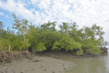 Bakkhali Nehri bölgesindeki mangrov kökleri ve çamurlu gelgit alanının yakın görüntüsü, doğal gün ışığı altında Bangladeş 'teki Cox' s Bazar 'ın dokulu kıyı ekosistemini gösteriyor..