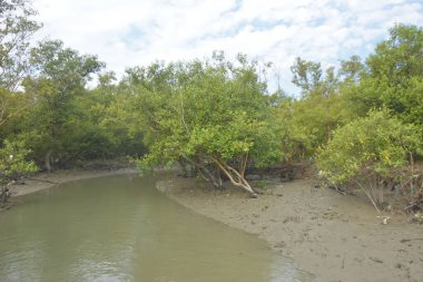 Cox 's Bazar' daki Bakkhali Nehri yakınlarındaki bir mangrov ormanından akan dar gelgit deresi, Bangladeş 'teki doğal bir kıyı suları içinde çamurlu bankalar, sakin sular ve yoğun tropikal bitki örtüsü barındırıyor..