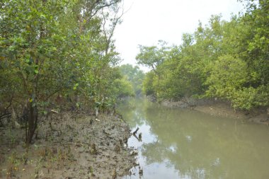 Bakkhali Nehri bölgesindeki mangrov kökleri ve çamurlu gelgit alanının yakın görüntüsü, doğal gün ışığı altında Bangladeş 'teki Cox' s Bazar 'ın dokulu kıyı ekosistemini gösteriyor..