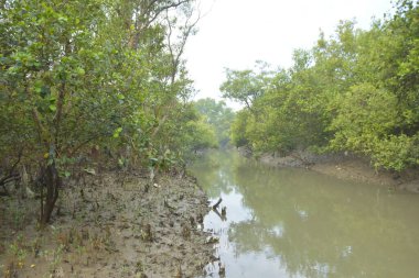 Bakkhali Nehri bölgesindeki mangrov kökleri ve çamurlu gelgit alanının yakın görüntüsü, doğal gün ışığı altında Bangladeş 'teki Cox' s Bazar 'ın dokulu kıyı ekosistemini gösteriyor..