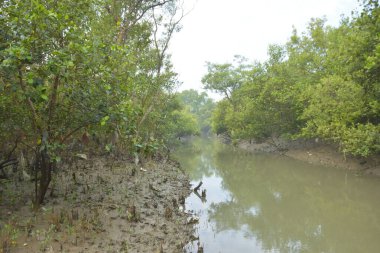 Bakkhali Nehri bölgesindeki mangrov kökleri ve çamurlu gelgit alanının yakın görüntüsü, doğal gün ışığı altında Bangladeş 'teki Cox' s Bazar 'ın dokulu kıyı ekosistemini gösteriyor..