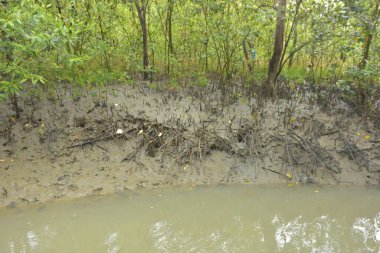 Bakkhali Nehri bölgesindeki mangrov kökleri ve çamurlu gelgit alanının yakın görüntüsü, doğal gün ışığı altında Bangladeş 'teki Cox' s Bazar 'ın dokulu kıyı ekosistemini gösteriyor..
