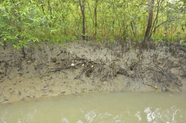 Bakkhali Nehri bölgesindeki mangrov kökleri ve çamurlu gelgit alanının yakın görüntüsü, doğal gün ışığı altında Bangladeş 'teki Cox' s Bazar 'ın dokulu kıyı ekosistemini gösteriyor..