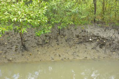 Bakkhali Nehri bölgesindeki mangrov kökleri ve çamurlu gelgit alanının yakın görüntüsü, doğal gün ışığı altında Bangladeş 'teki Cox' s Bazar 'ın dokulu kıyı ekosistemini gösteriyor..