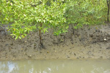 Bakkhali Nehri bölgesindeki mangrov kökleri ve çamurlu gelgit alanının yakın görüntüsü, doğal gün ışığı altında Bangladeş 'teki Cox' s Bazar 'ın dokulu kıyı ekosistemini gösteriyor..