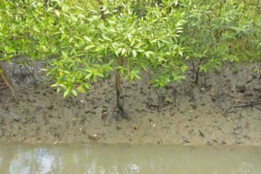 Bakkhali Nehri bölgesindeki mangrov kökleri ve çamurlu gelgit alanının yakın görüntüsü, doğal gün ışığı altında Bangladeş 'teki Cox' s Bazar 'ın dokulu kıyı ekosistemini gösteriyor..