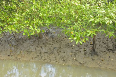 Bakkhali Nehri bölgesindeki mangrov kökleri ve çamurlu gelgit alanının yakın görüntüsü, doğal gün ışığı altında Bangladeş 'teki Cox' s Bazar 'ın dokulu kıyı ekosistemini gösteriyor..
