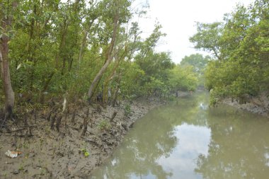 Cox 's Bazar' daki Bakkhali Nehri yakınlarındaki bir mangrov ormanından akan dar gelgit deresi, Bangladeş 'teki doğal bir kıyı suları içinde çamurlu bankalar, sakin sular ve yoğun tropikal bitki örtüsü barındırıyor..