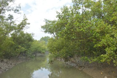 Cox 's Bazar' daki Bakkhali Nehri yakınlarındaki bir mangrov ormanından akan dar gelgit deresi, Bangladeş 'teki doğal bir kıyı suları içinde çamurlu bankalar, sakin sular ve yoğun tropikal bitki örtüsü barındırıyor..