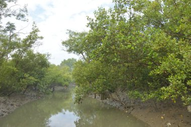 Cox 's Bazar' daki Bakkhali Nehri yakınlarındaki bir mangrov ormanından akan dar gelgit deresi, Bangladeş 'teki doğal bir kıyı suları içinde çamurlu bankalar, sakin sular ve yoğun tropikal bitki örtüsü barındırıyor..