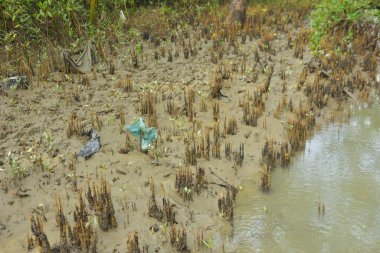 Bakkhali Nehri bölgesindeki mangrov kökleri ve çamurlu gelgit alanının yakın görüntüsü, doğal gün ışığı altında Bangladeş 'teki Cox' s Bazar 'ın dokulu kıyı ekosistemini gösteriyor..