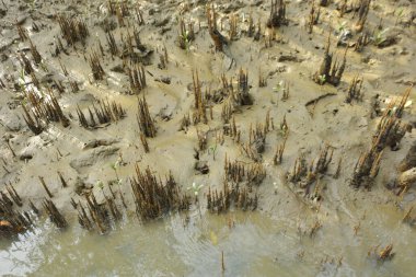 Bakkhali Nehri bölgesindeki mangrov kökleri ve çamurlu gelgit alanının yakın görüntüsü, doğal gün ışığı altında Bangladeş 'teki Cox' s Bazar 'ın dokulu kıyı ekosistemini gösteriyor..
